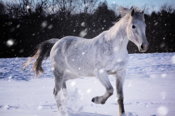 Horses in the Snow by Victor Rose Photo